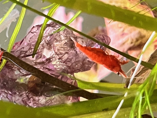 Blue Beta in planted Tank